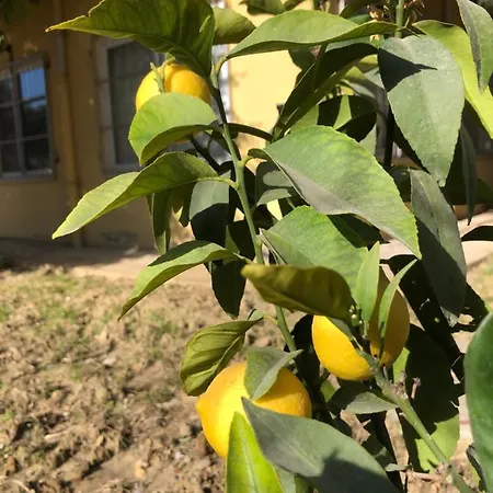 Akpolat Αλάνια